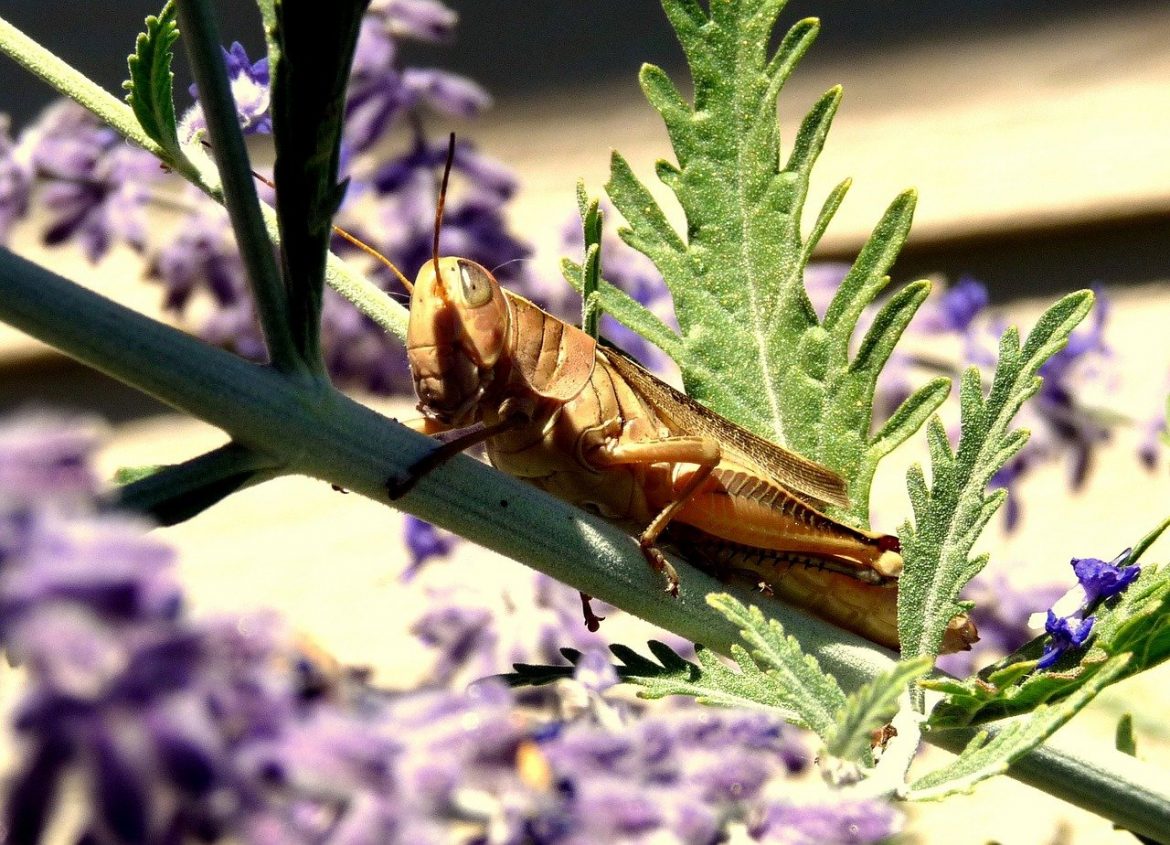 Farine d insecte : alimentation du futur ?